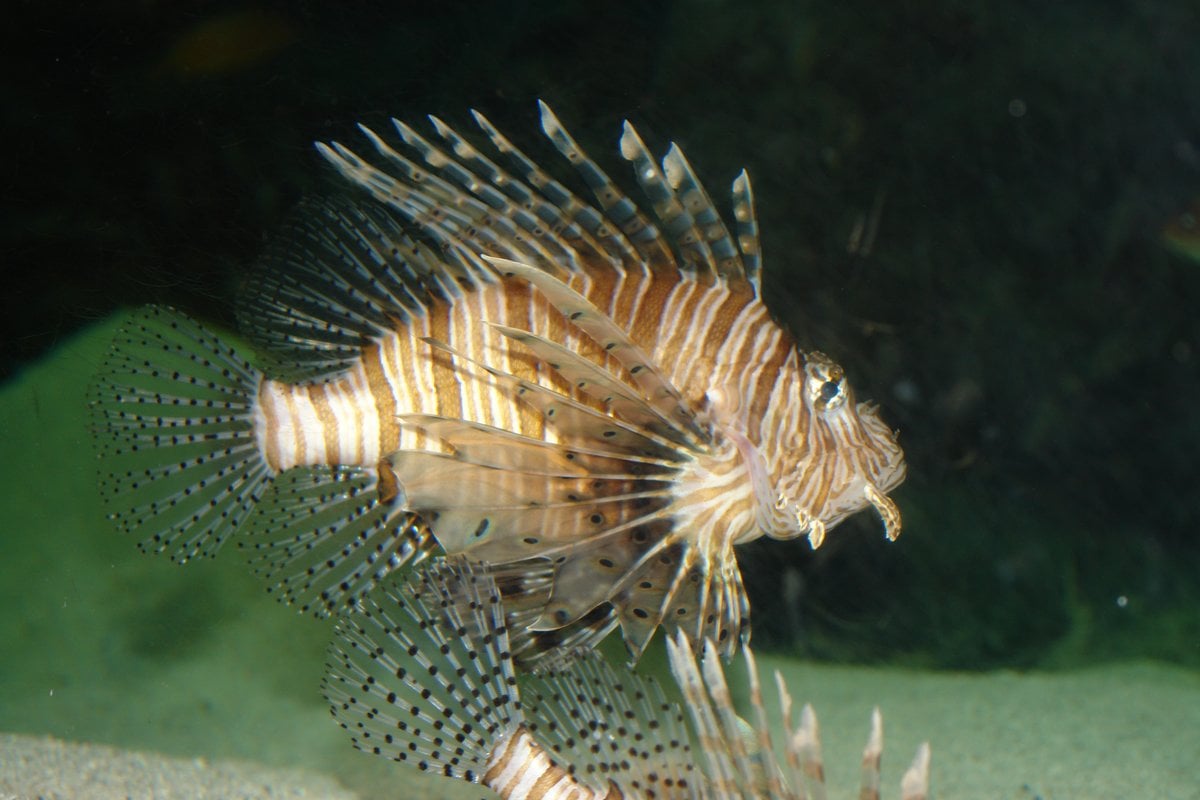 The Dallas World Aquarium - Gallery Image 2